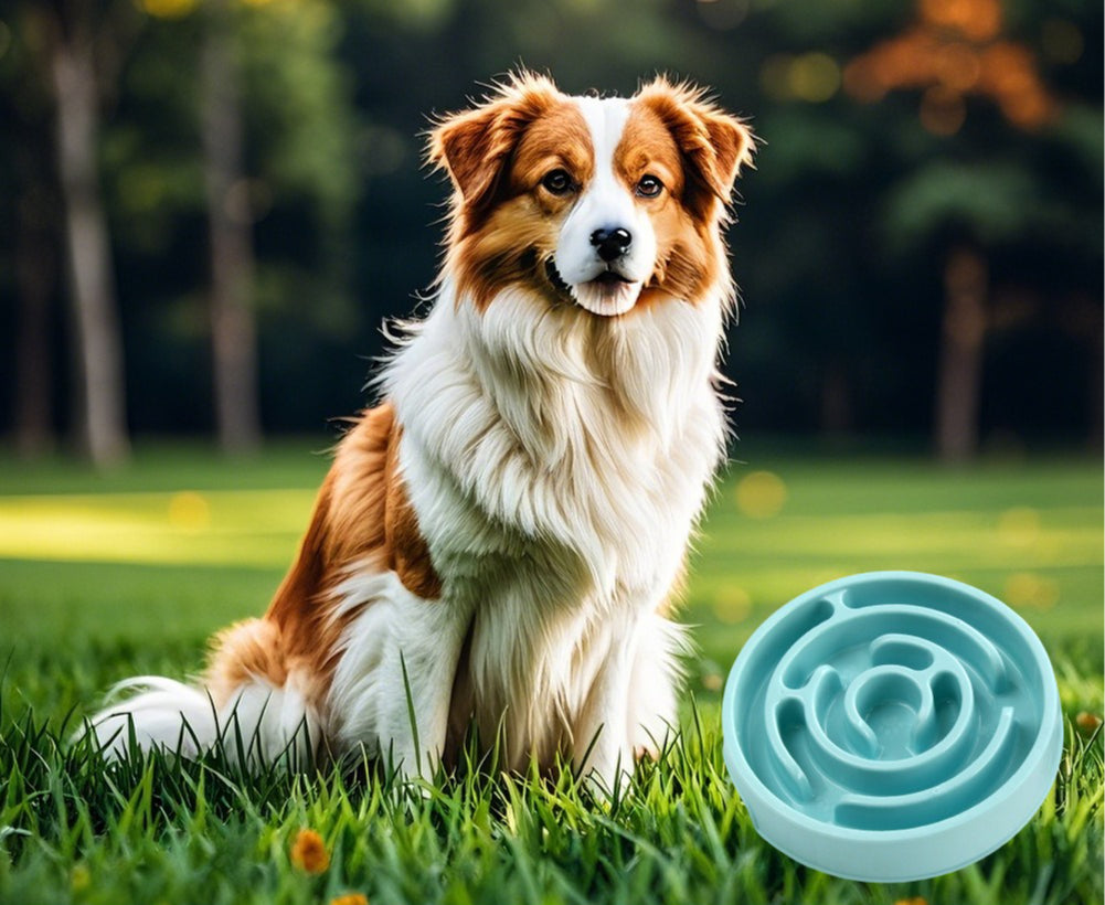 Slow Stop Bowl – Anti-Gulp Plastic Dog Feeder for Fast Eaters & Bloat Prevention