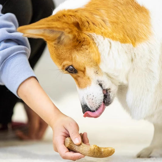 Antler Chew – Long-Lasting Dog Bone for Aggressive Chewers & Boredom Relief